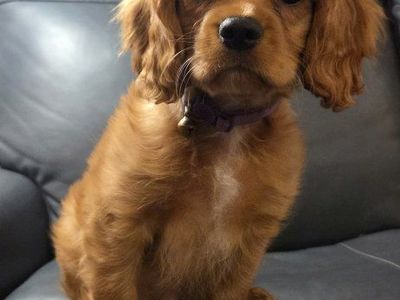 cavalier king charles spaniel
