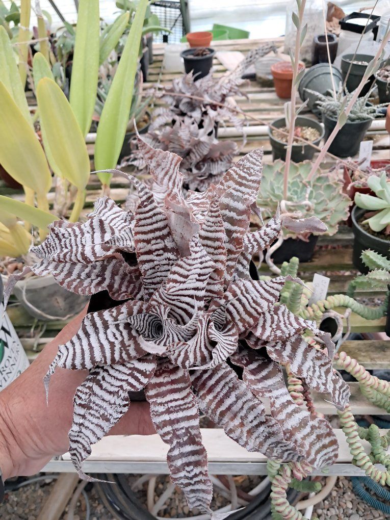 Cryptanthus  "Zebra" Bromeliad Rare Houseplant