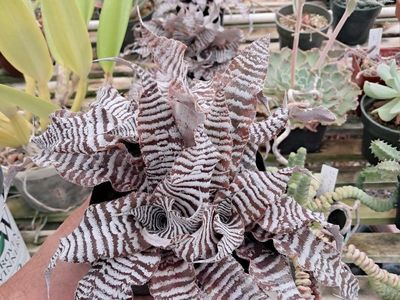 Cryptanthus "Zebra" Bromeliad Rare Houseplant