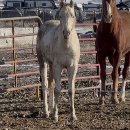 2yr old gelding