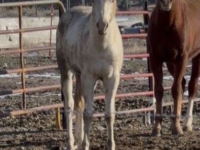 2yr old gelding