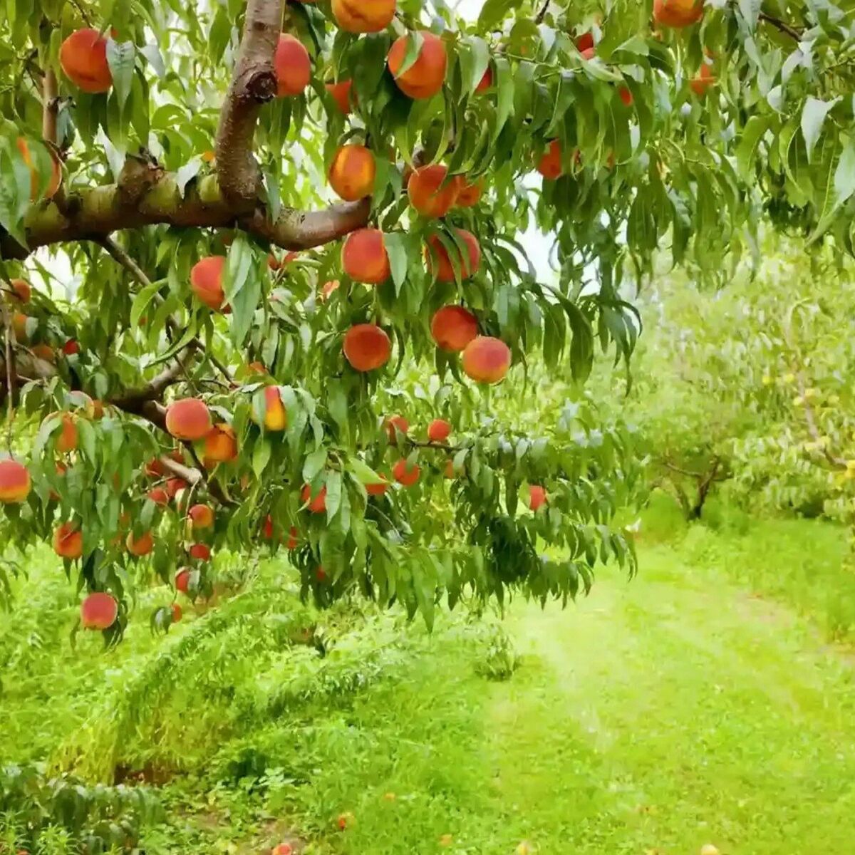 Bareroot Peach Trees