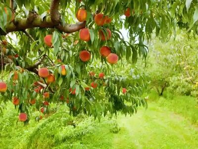 Bareroot Peach Trees