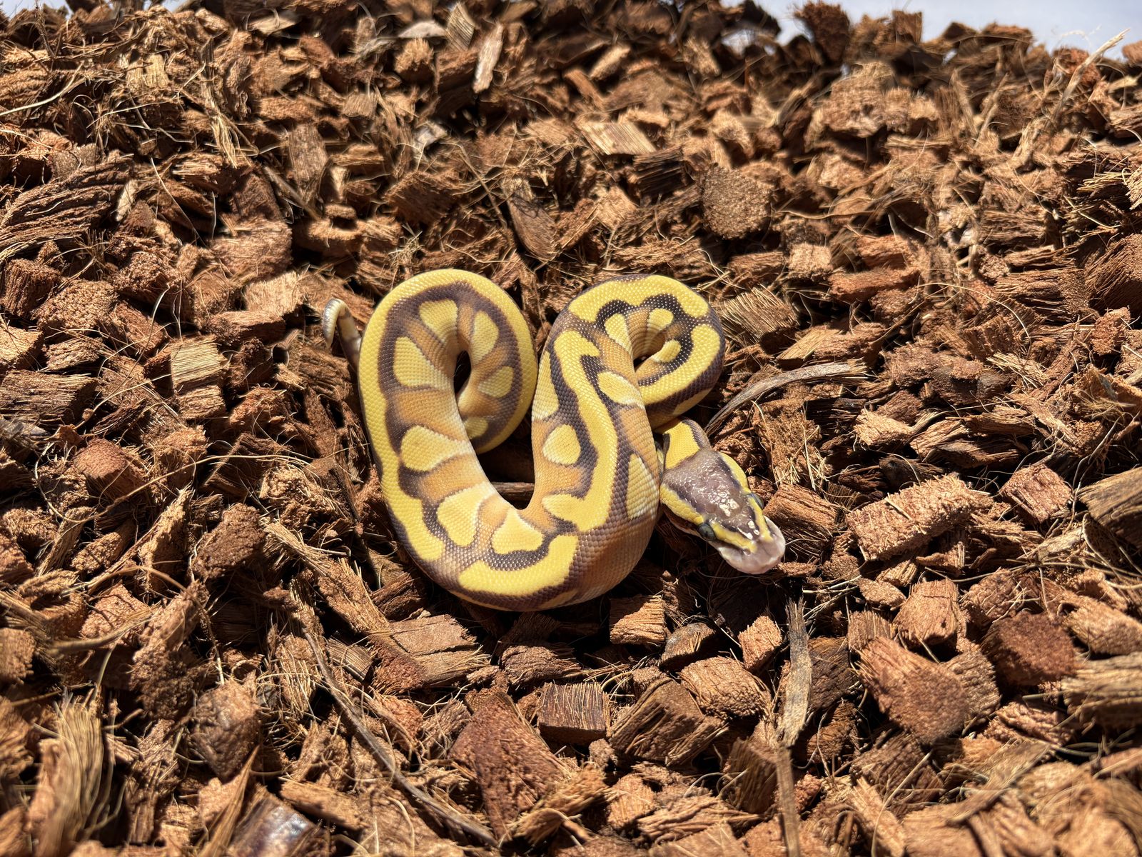 Pastel Enchi Mojave Het Lavender 50% Het Pied