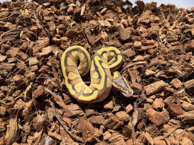 Pastel Enchi Mojave Het Lavender 50% Het Pied
