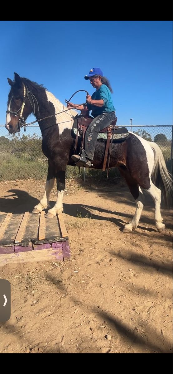 Reg TWH 15.2 Stunning Mare! Great Gait!