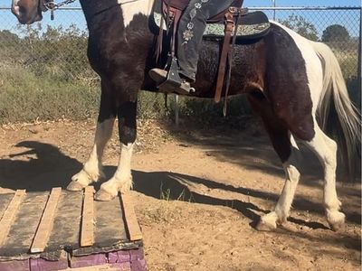 Reg TWH 15.2 Stunning Mare! Great Gait!