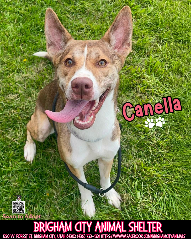 Canella Needs a Family!