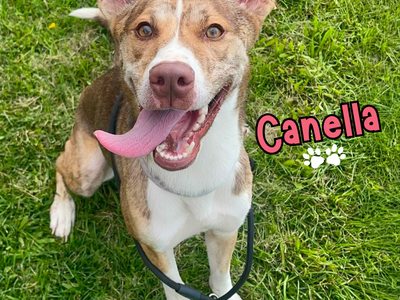 Canella Needs a Family!