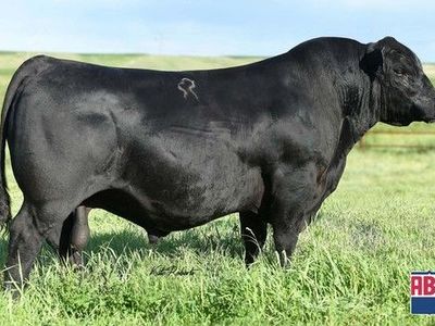 Yearling Simangus, And Angus Bulls For Sale