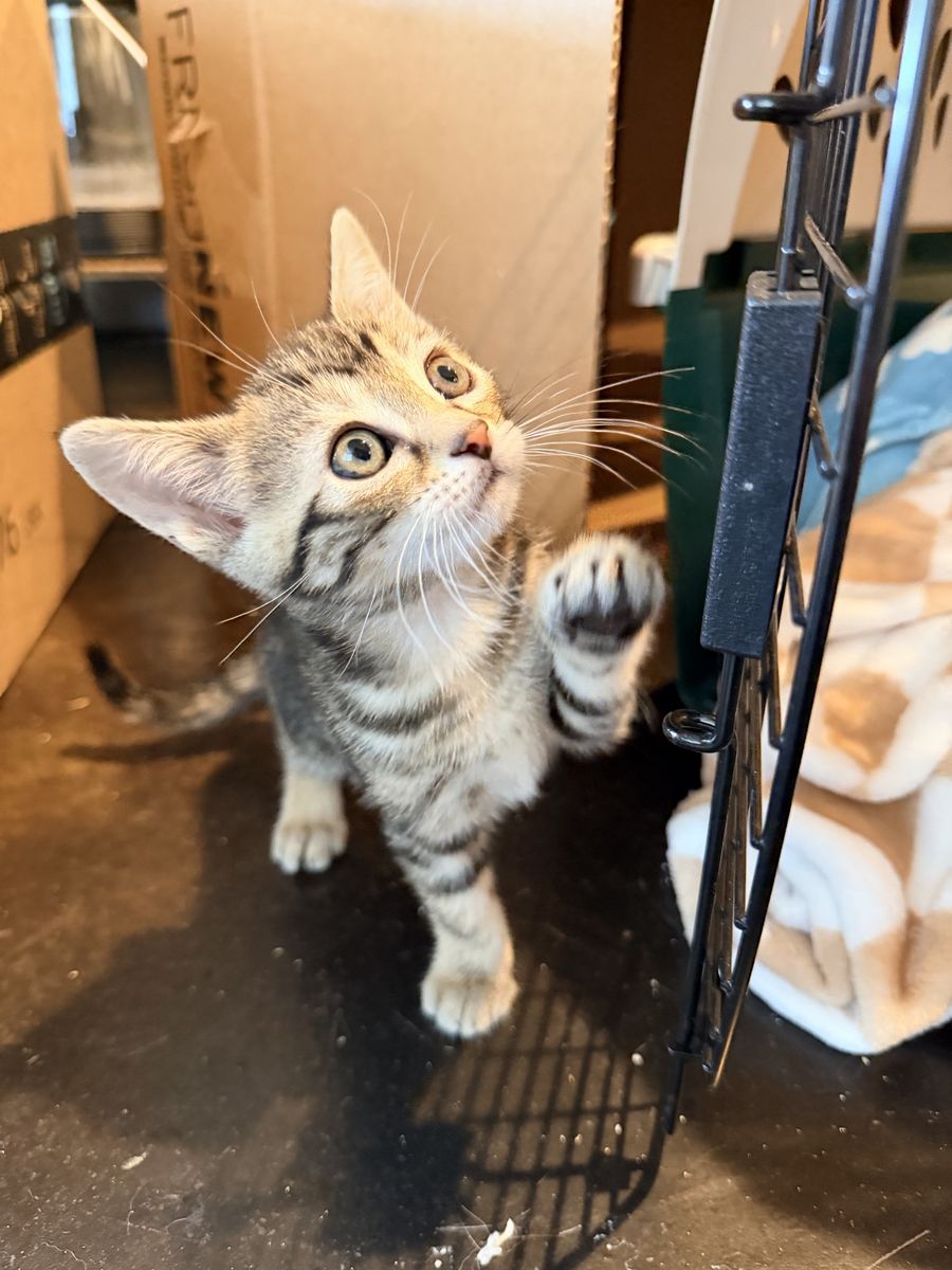 Adopt Lyra: Female Kitten, Born April 11, 2026 - Curious & Confident Social Butterfly