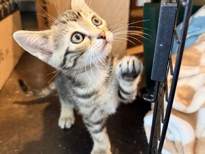 Adopt Lyra: Female Kitten, Born April 11, 2026 - Curious & Confident Social Butterfly