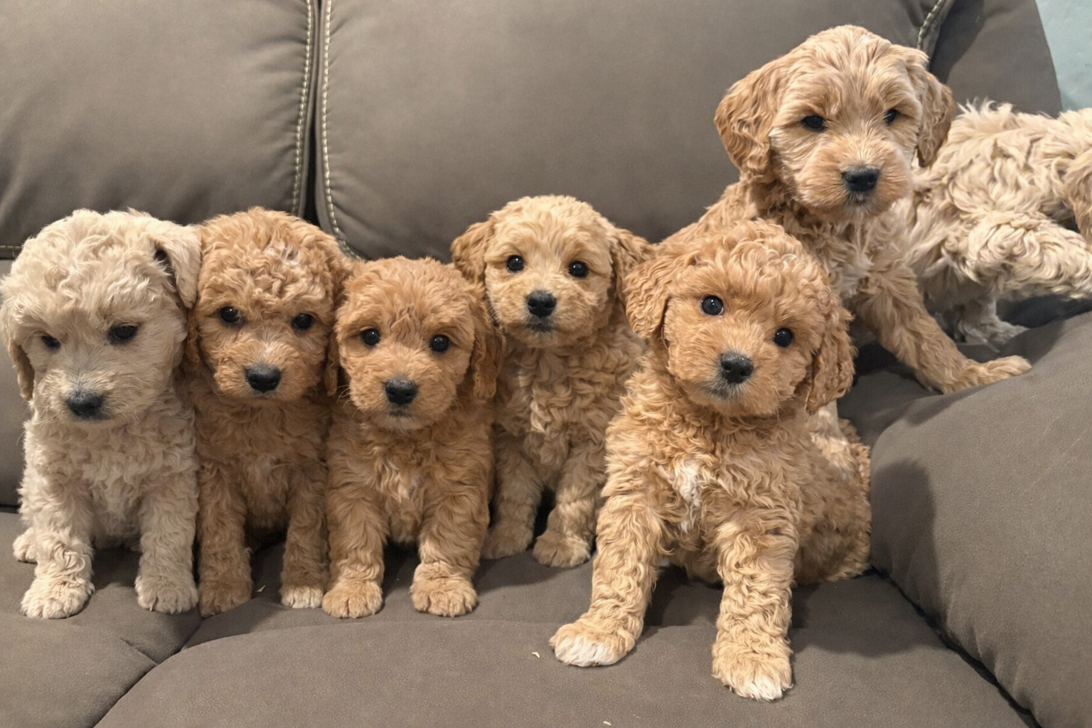 Goldendoodle puppies F2