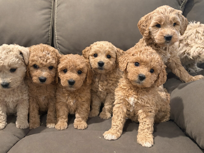 Goldendoodle puppies F2