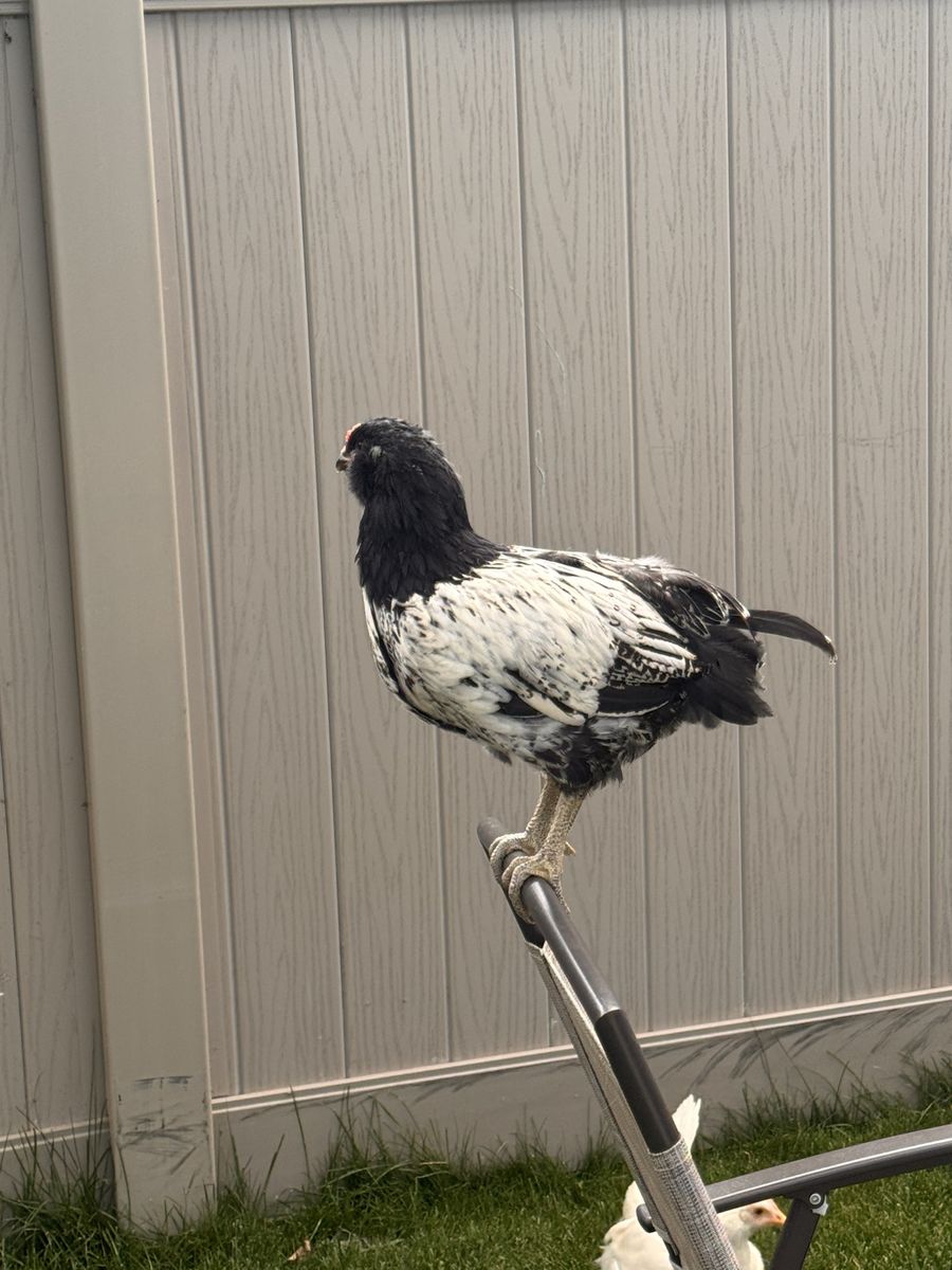 FREE ROOSTER
