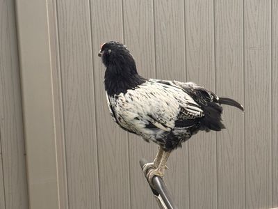 FREE ROOSTER