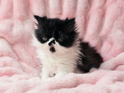 Purebred persian kittens