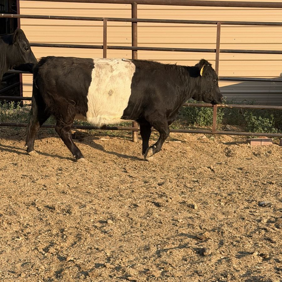 Belted heifer