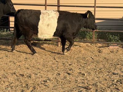 Belted heifer