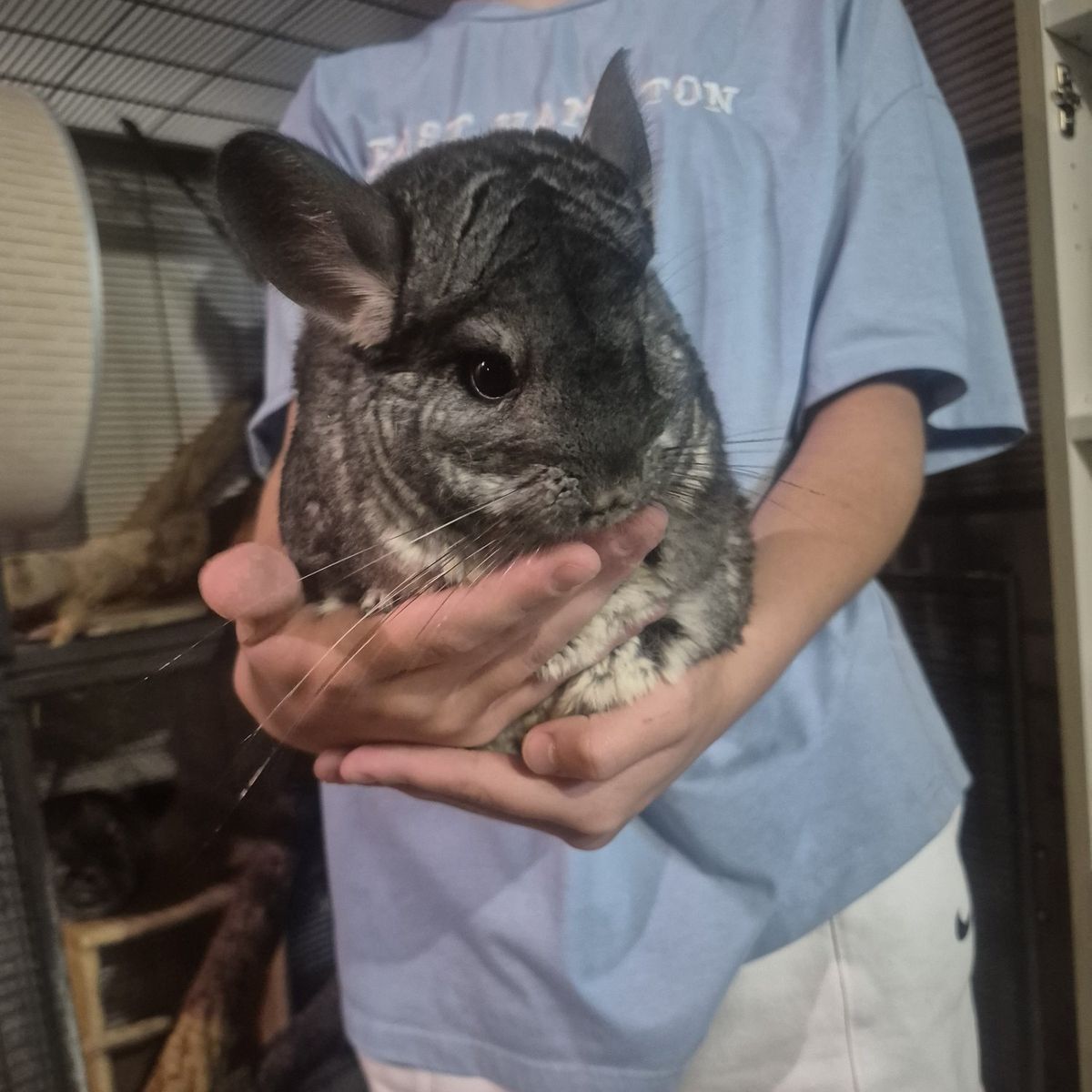Two adult chinchillas with supplies
