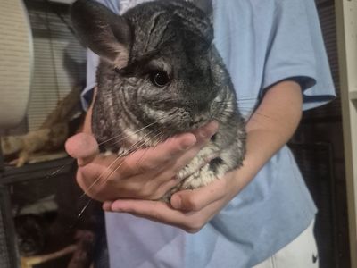 Two adult chinchillas with supplies