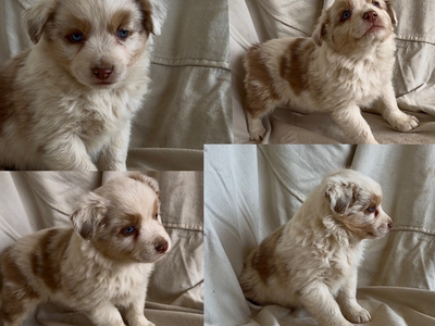 Cockapoo/Mini-Aussie Pups