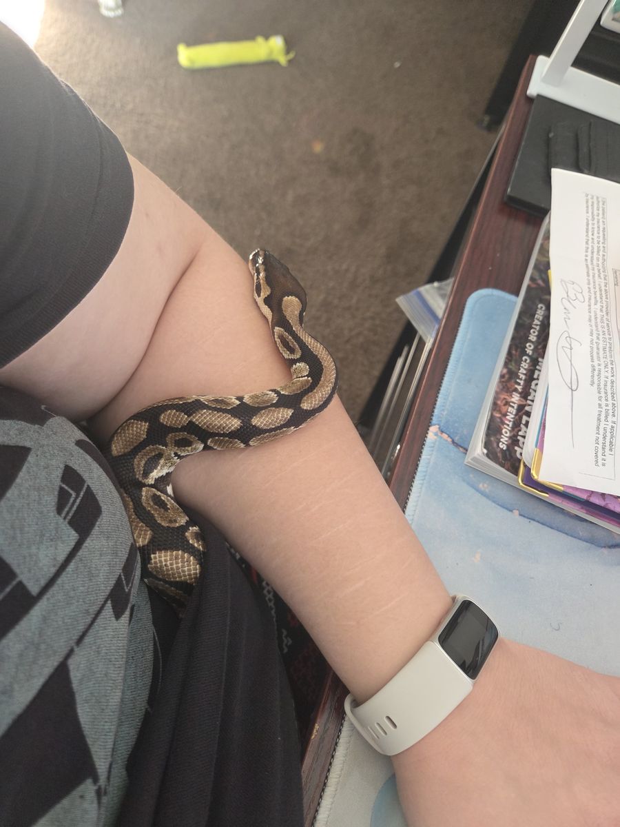 12 year old ball python, free to a good home