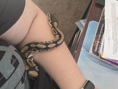 12 year old ball python, free to a good home