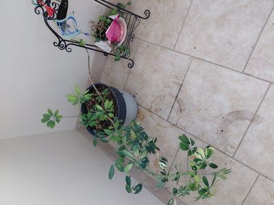 House Plants