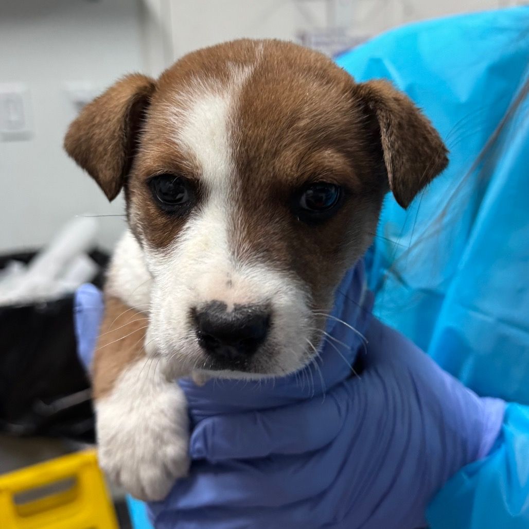 Hello my name is Daffodil