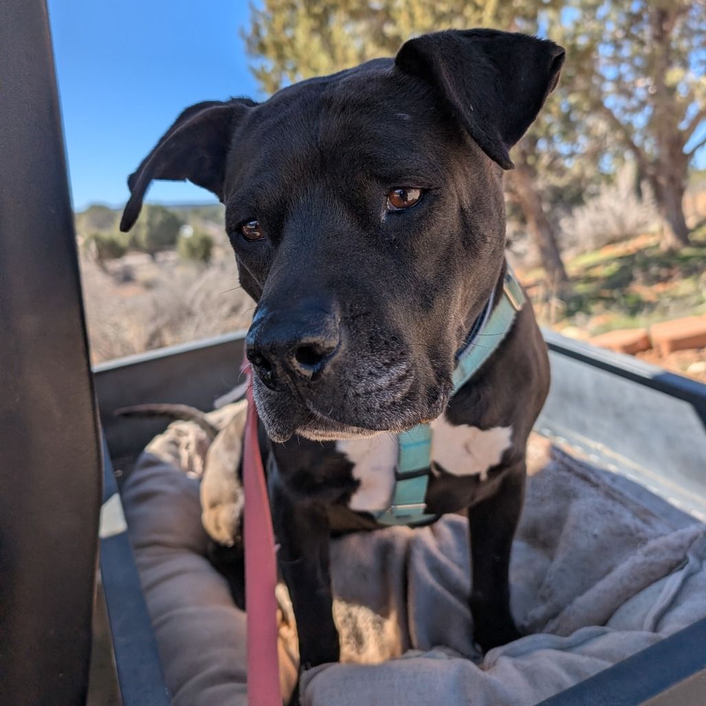 Hello my name is Lilac