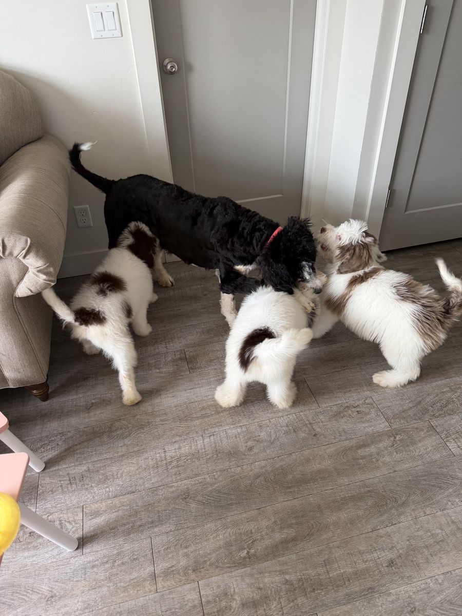 Male Standard Bernedoodle Puppies