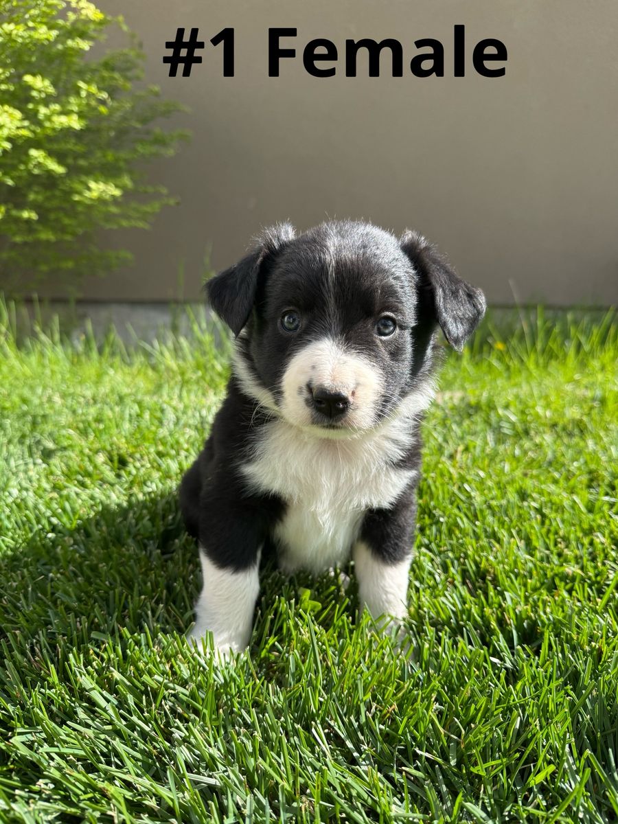 Australian shepherd pups