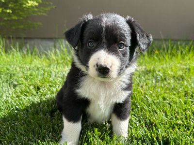 Australian shepherd pups