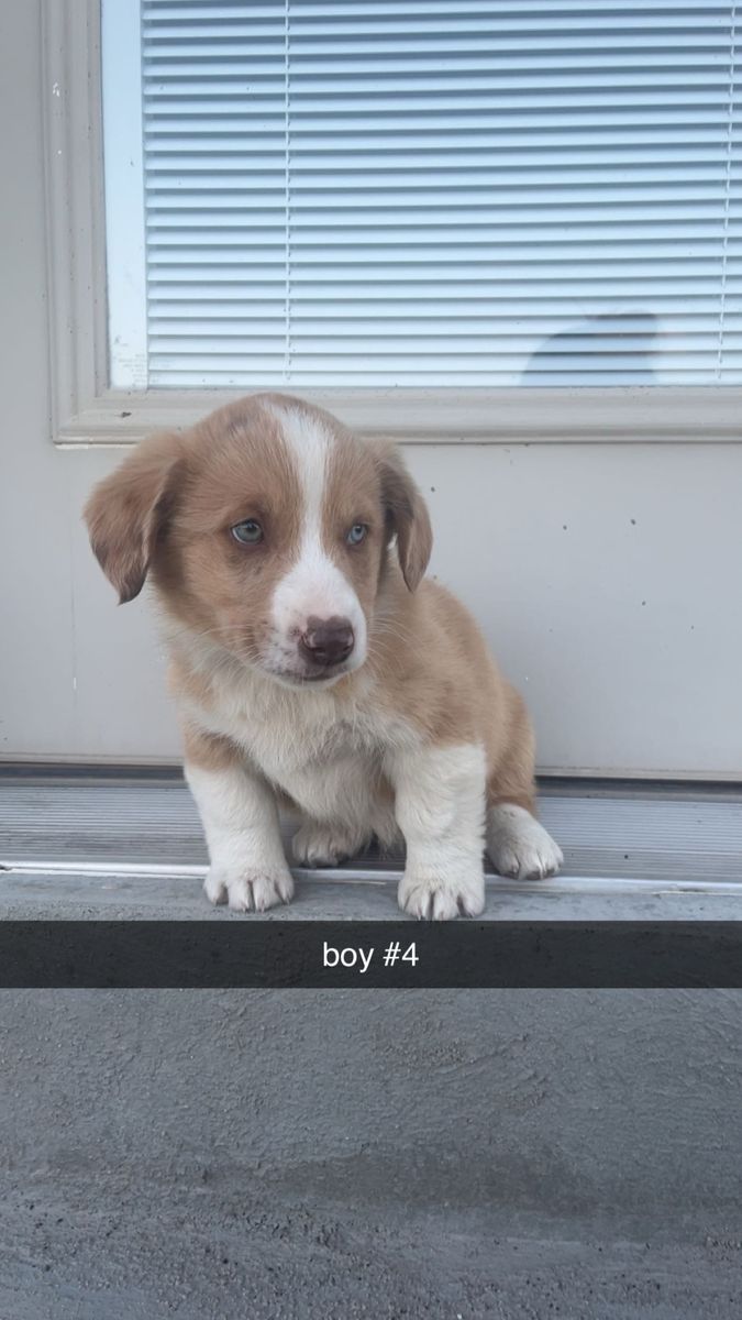 Corgi -Aussie puppies