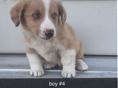 Corgi -Aussie puppies