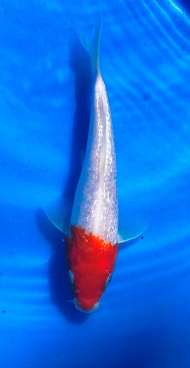 IMPORTED  JAPANESE STRAIGHT FROM JAPANESE    SHOW QUALITY KOI  8"-9"