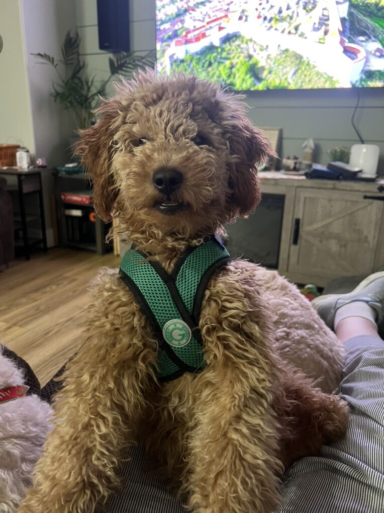 Alfie 5 Month Mini Goldendoodle