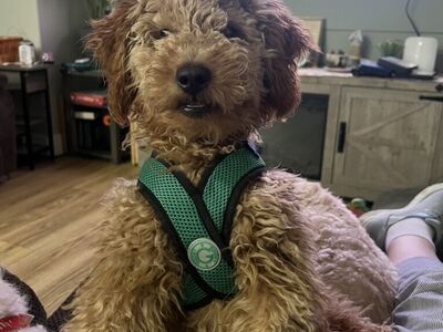 Alfie 5 Month Mini Goldendoodle