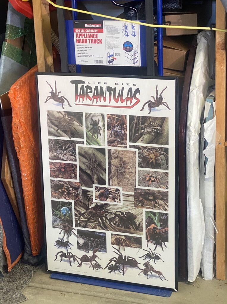 Taratula Poster