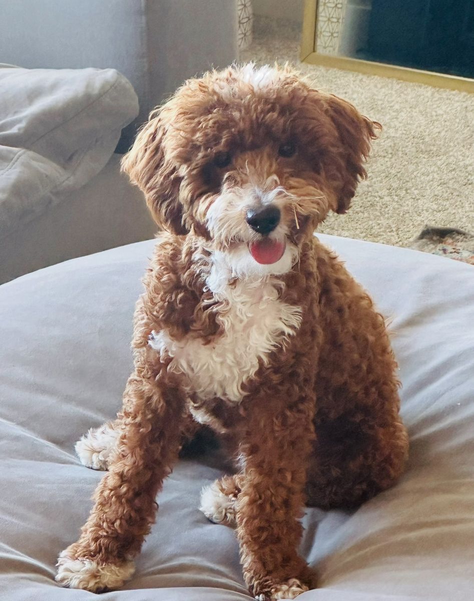 Intense Red Mini Goldendoodle Stud With Tuxedo. Proven Stud