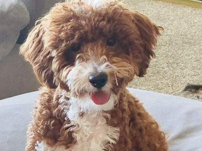Intense Red Mini Goldendoodle Stud With Tuxedo. Proven Stud