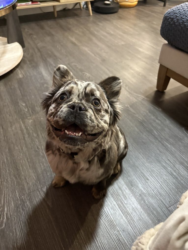 Fluffy Frenchie