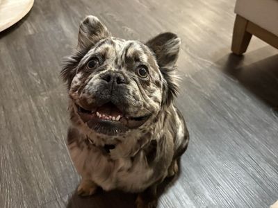 Fluffy Frenchie
