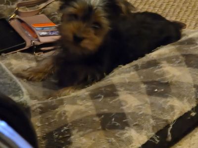 Parti Yorkie.