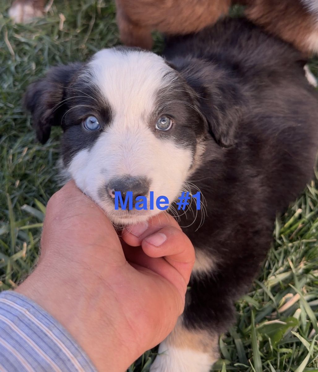 Adorable Australian Shepherd Puppies - Male & Female Available