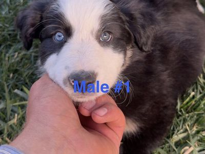 Adorable Australian Shepherd Puppies - Male & Female Available