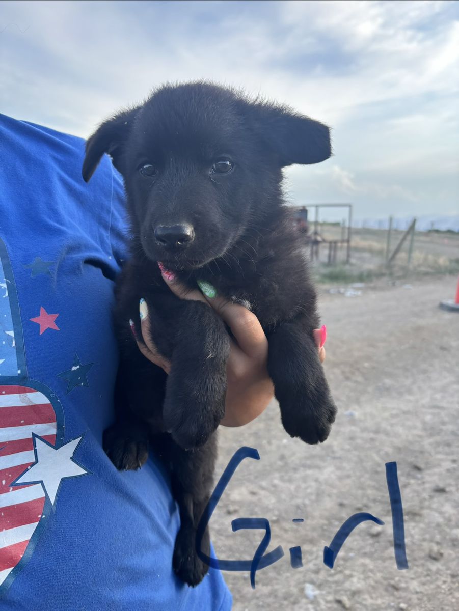 Black German Shepherd puppies