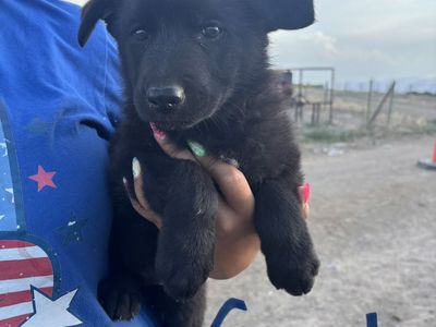 Black German Shepherd puppies