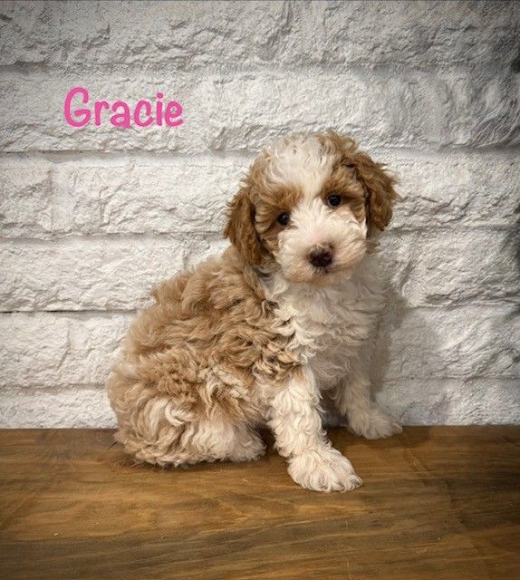 Mini Goldendoodle puppies!